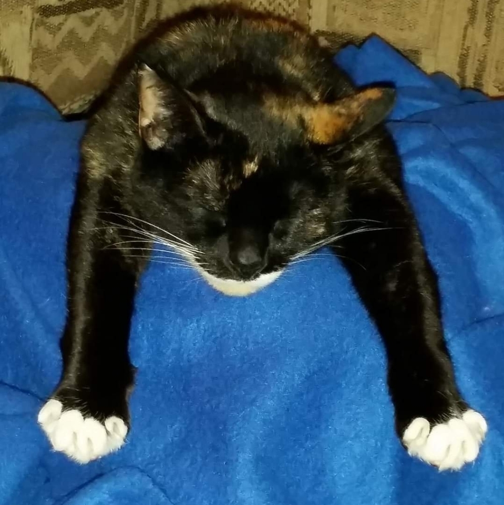 LIKE THIS TO KNOW WHEN I'M LIVE!!  Meet your Posher, Kat